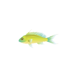 Lemonade Anthias